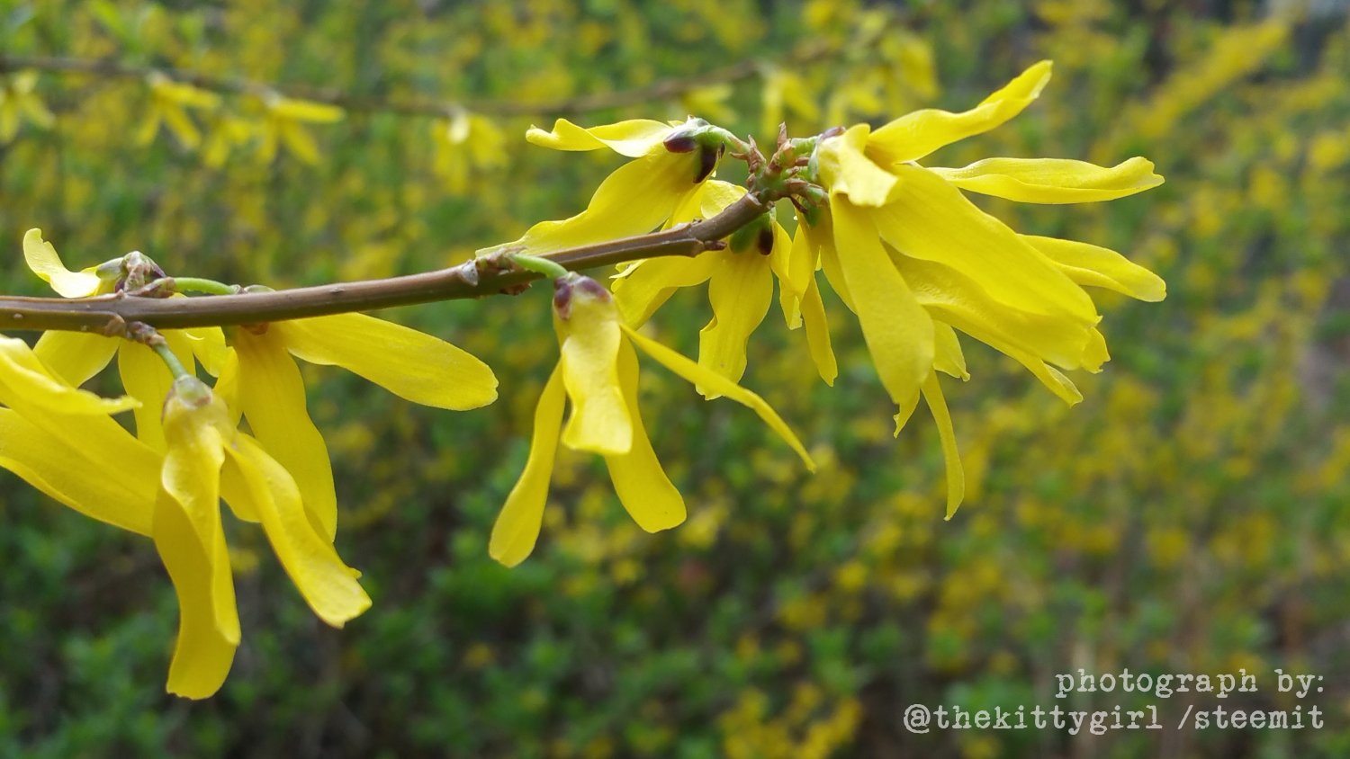 Forsythia-1.jpg