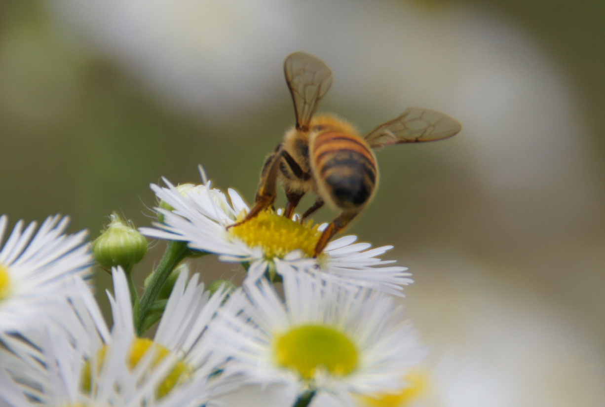 bee111_00018.jpg