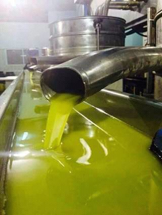 oil  olive .jpg
