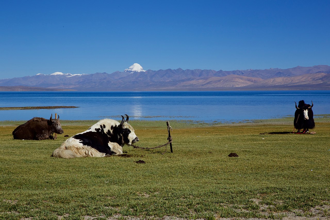 1280px-Yaks-Kailash-Manasarovar.jpg