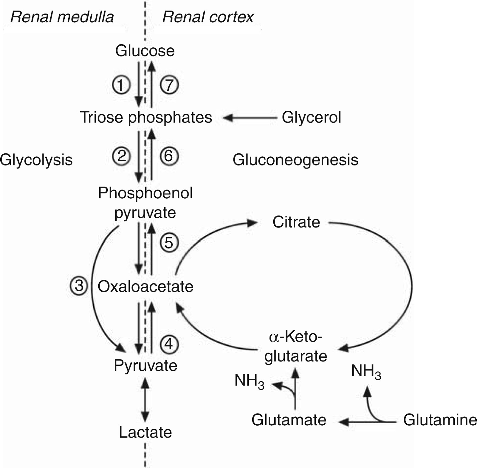 renal GNG.png