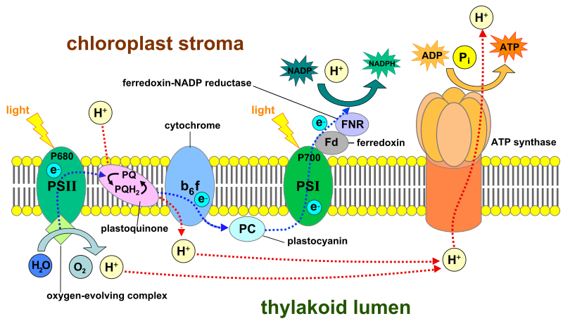 Thylakoid_membrane_3.svg.png