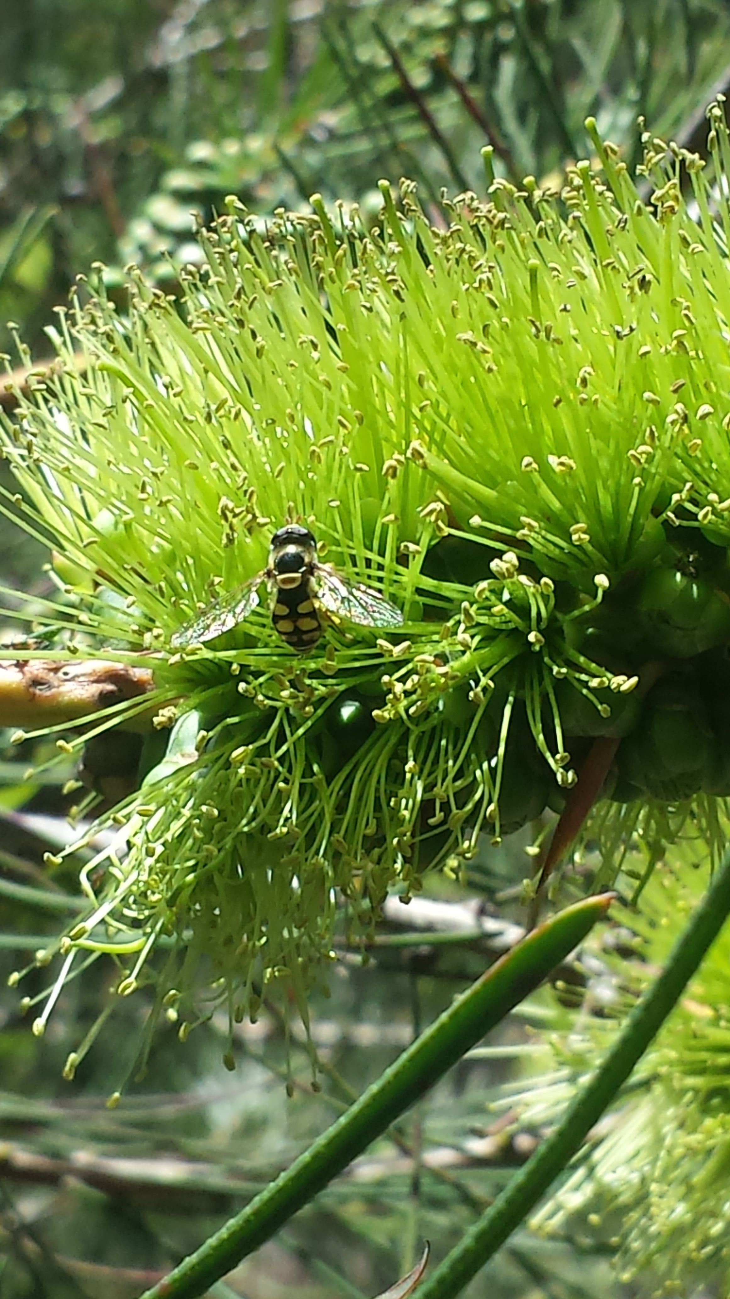 Callistemon pinifolius.jpg