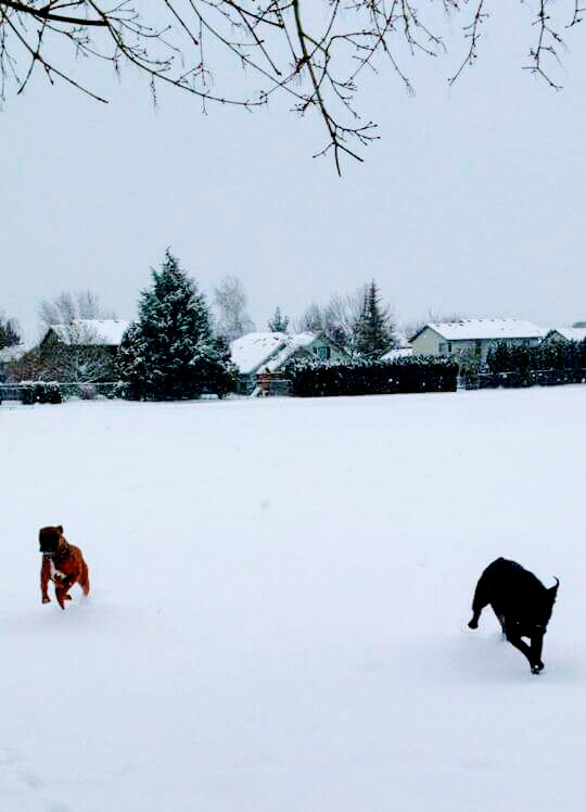 dog snow run.jpg