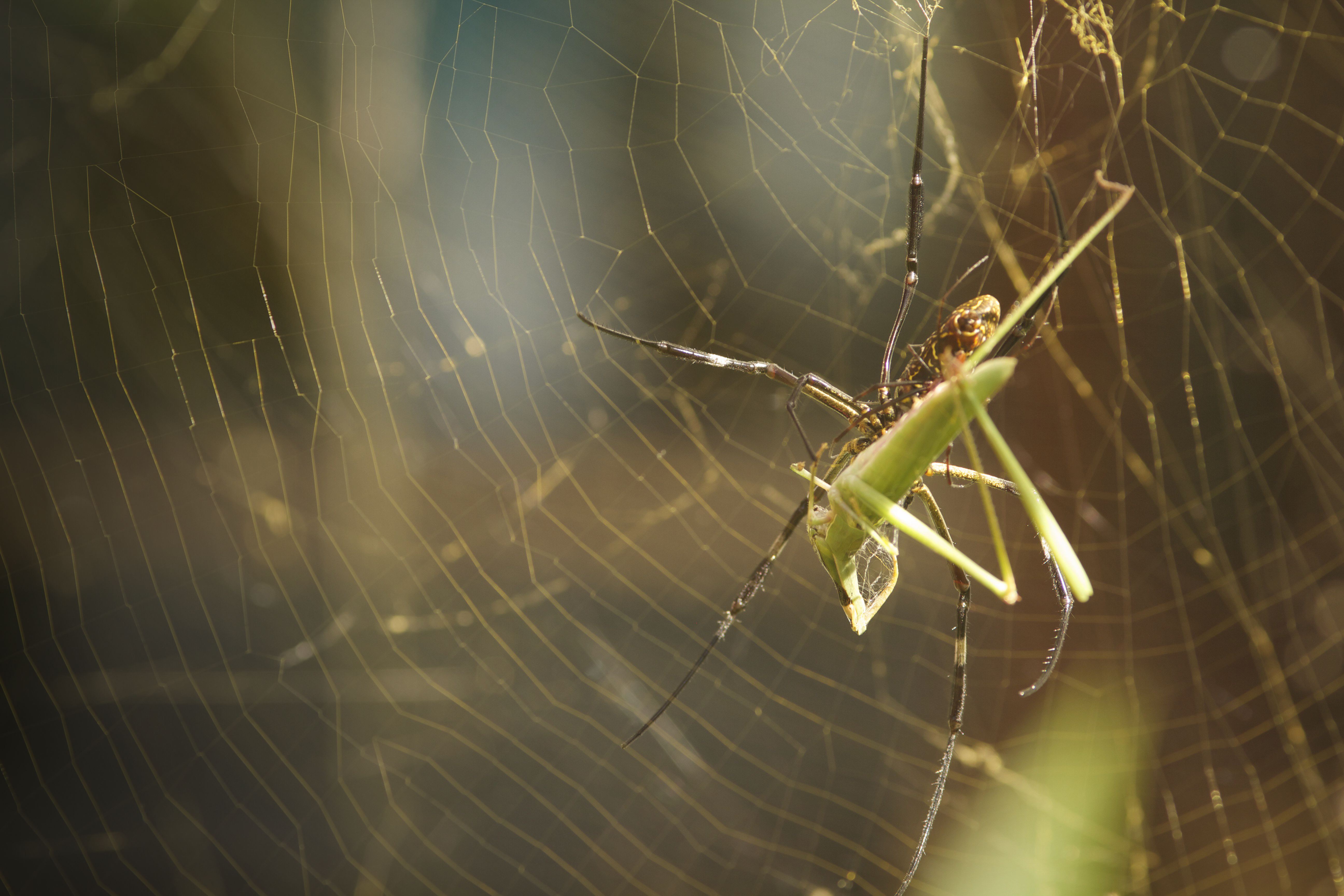 Spider vs Grasshopper.png