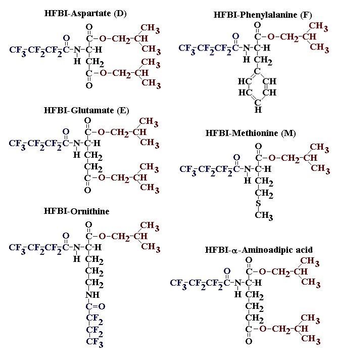 AminoAcids3.jpg