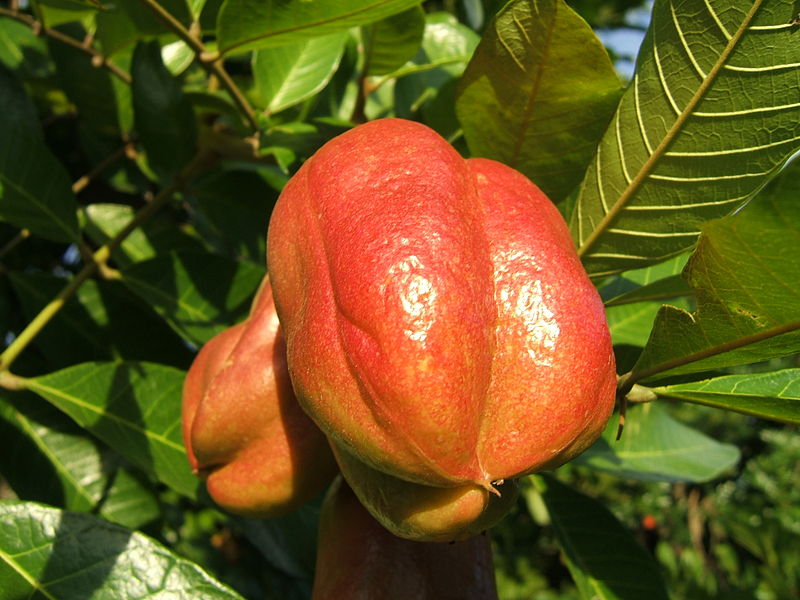 800px-Ackee_001.jpg