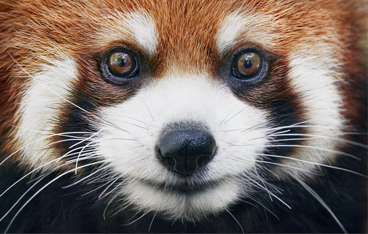 red-panda-600x383@2x913883021..jpg