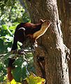 102px-Malabar_Giant_Squirrel-Dogra.jpg