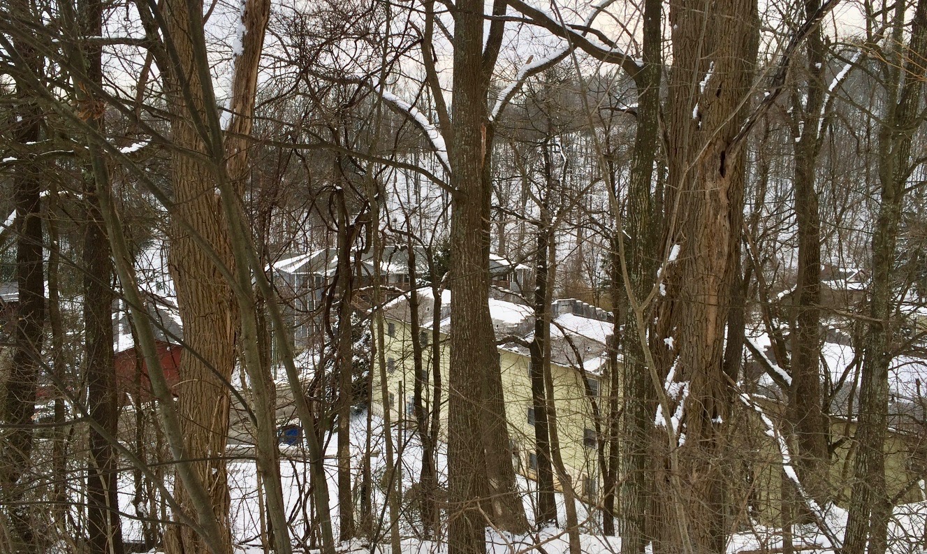 king street through snow trees.jpg