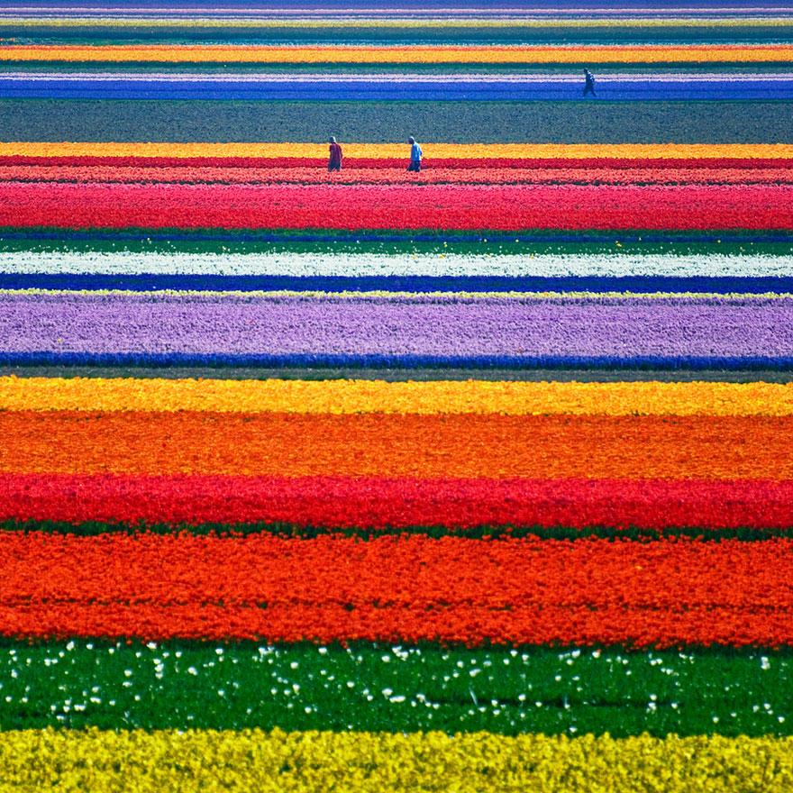 Tulip-Fields-Holland..jpg