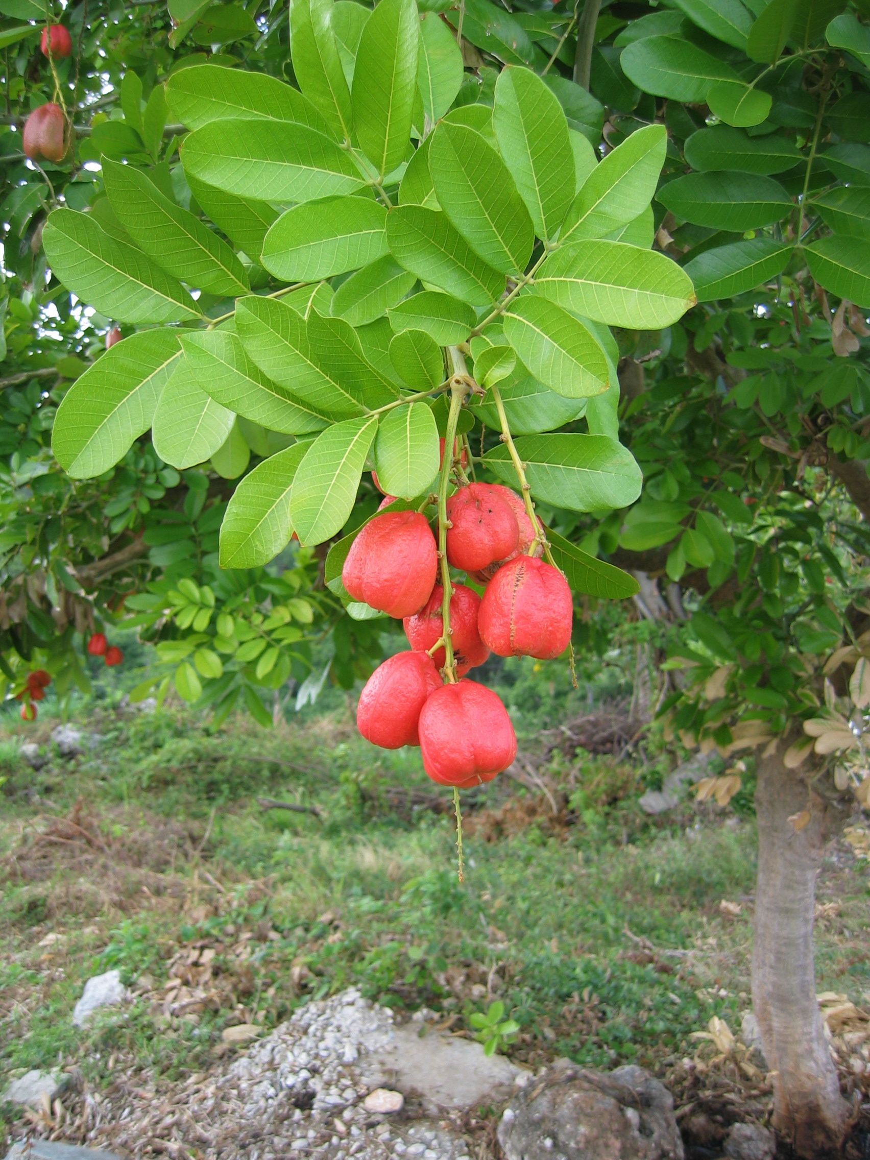 Jrb_jamaica_2004_ackee_001.JPG