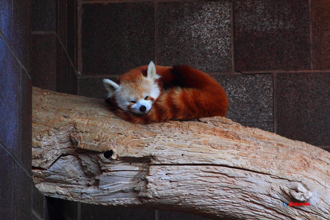 red panda red-panda Zoo-RedPanda13Mar.JPG