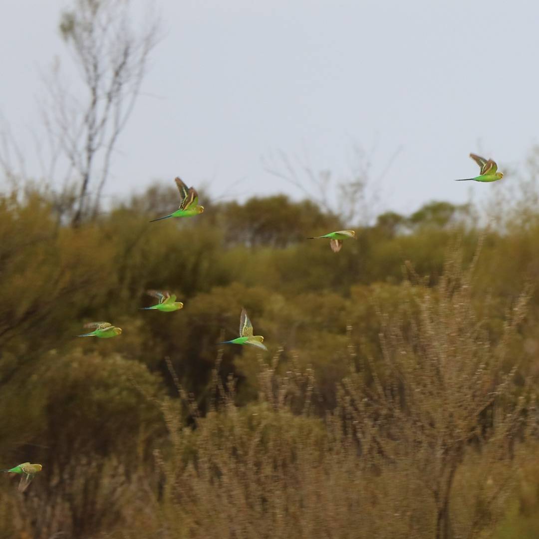 Budgerigars 4.jpg