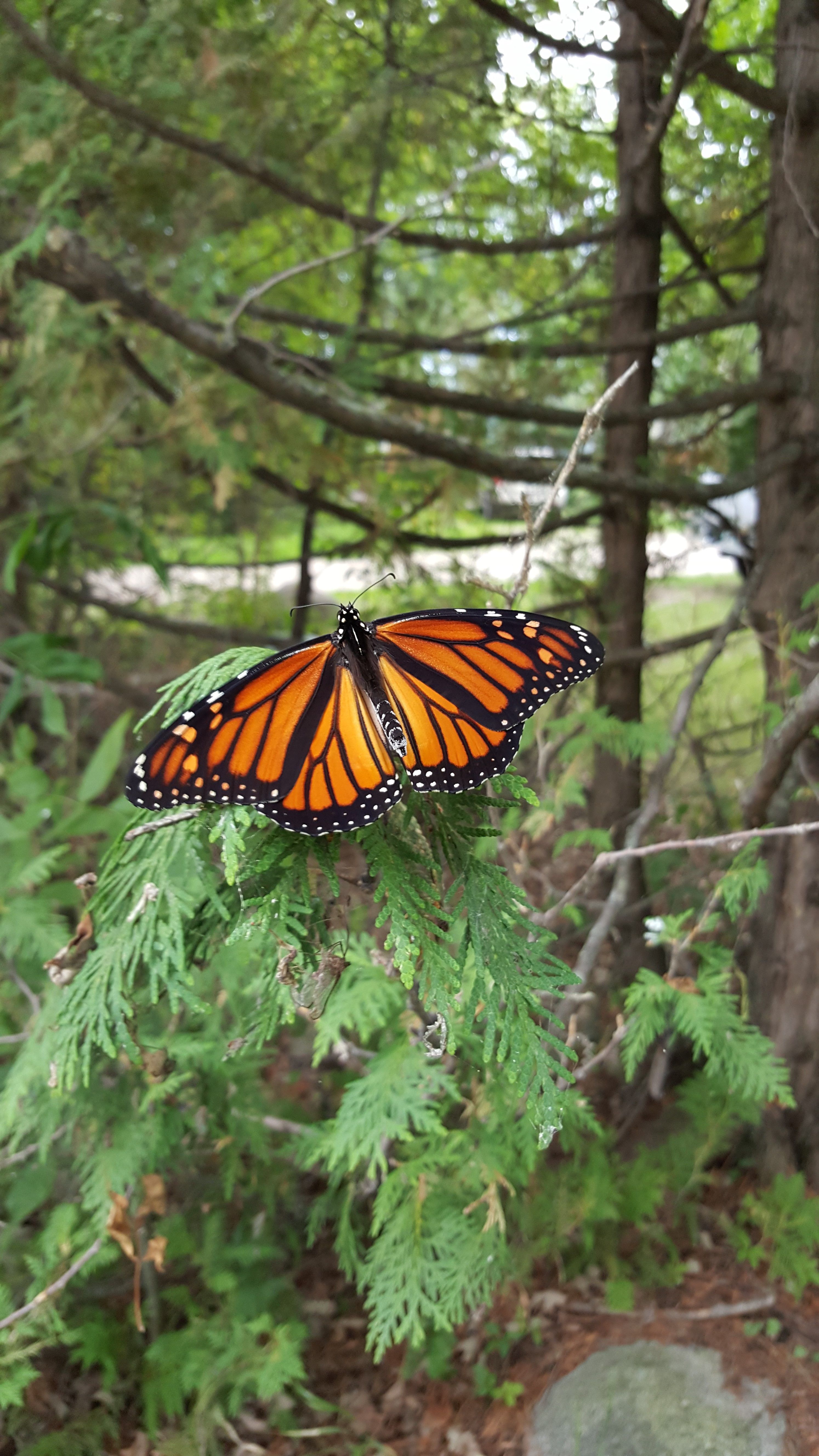 Monarch butterfly.jpg