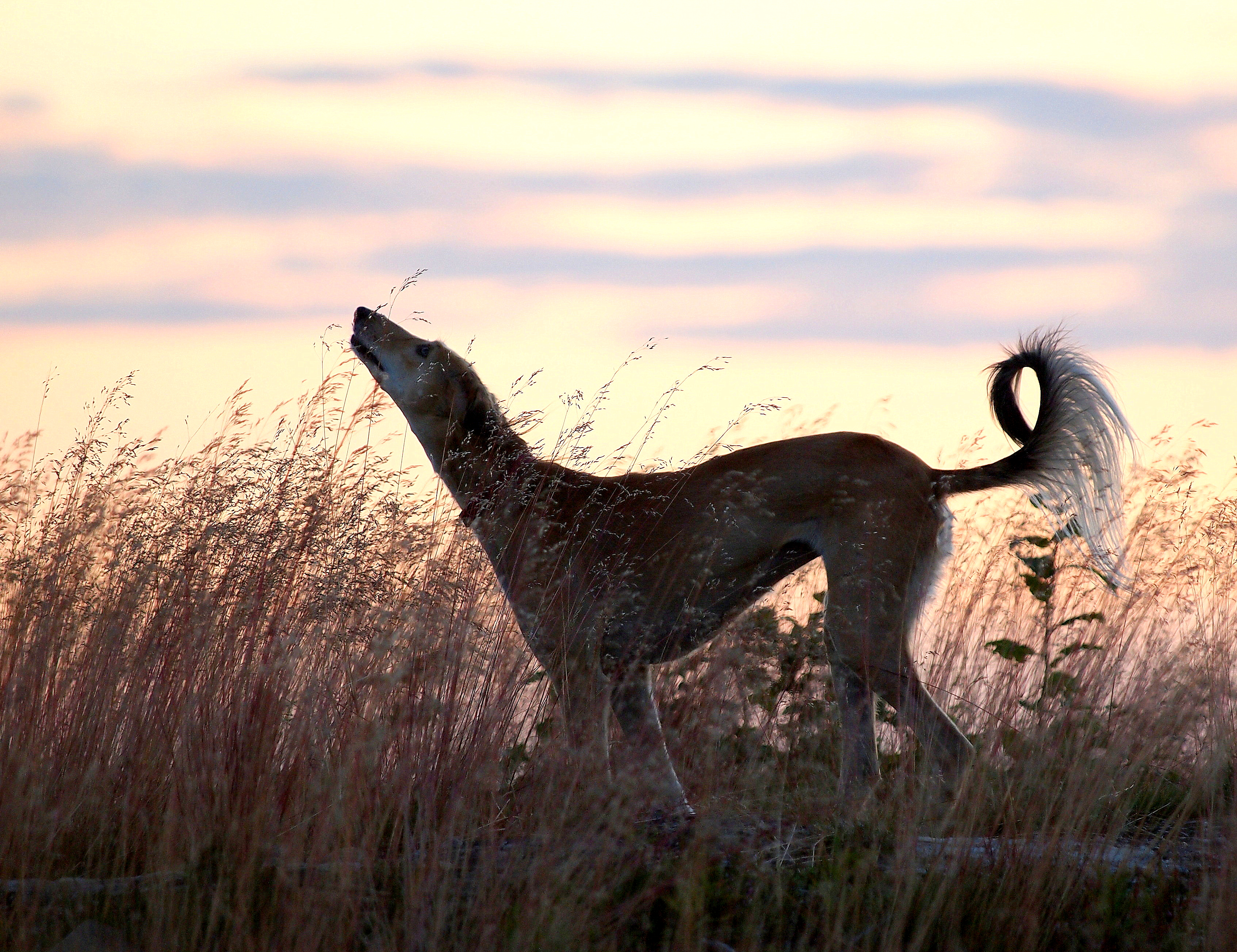 saluki_0001.jpg