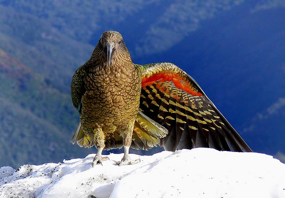 wildlife-nature-kea.jpg