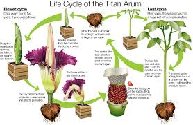 Amorphophallus titanum life cycle.jpg