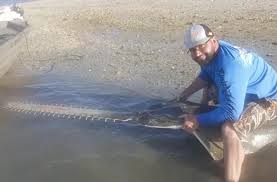 THIS FLORIDA MAN CAUGHT AN ANCIENT FISH FROM THE EOCENE ERA.jpg