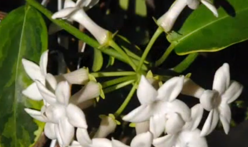 White flowers.png