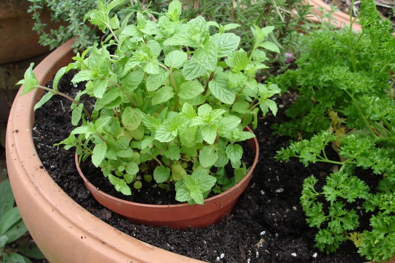 mint-in-containers.jpg