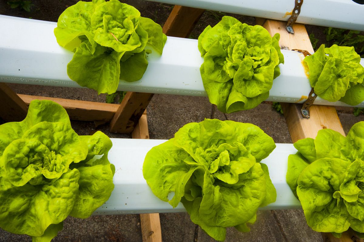 hydroponic lettuce seedling