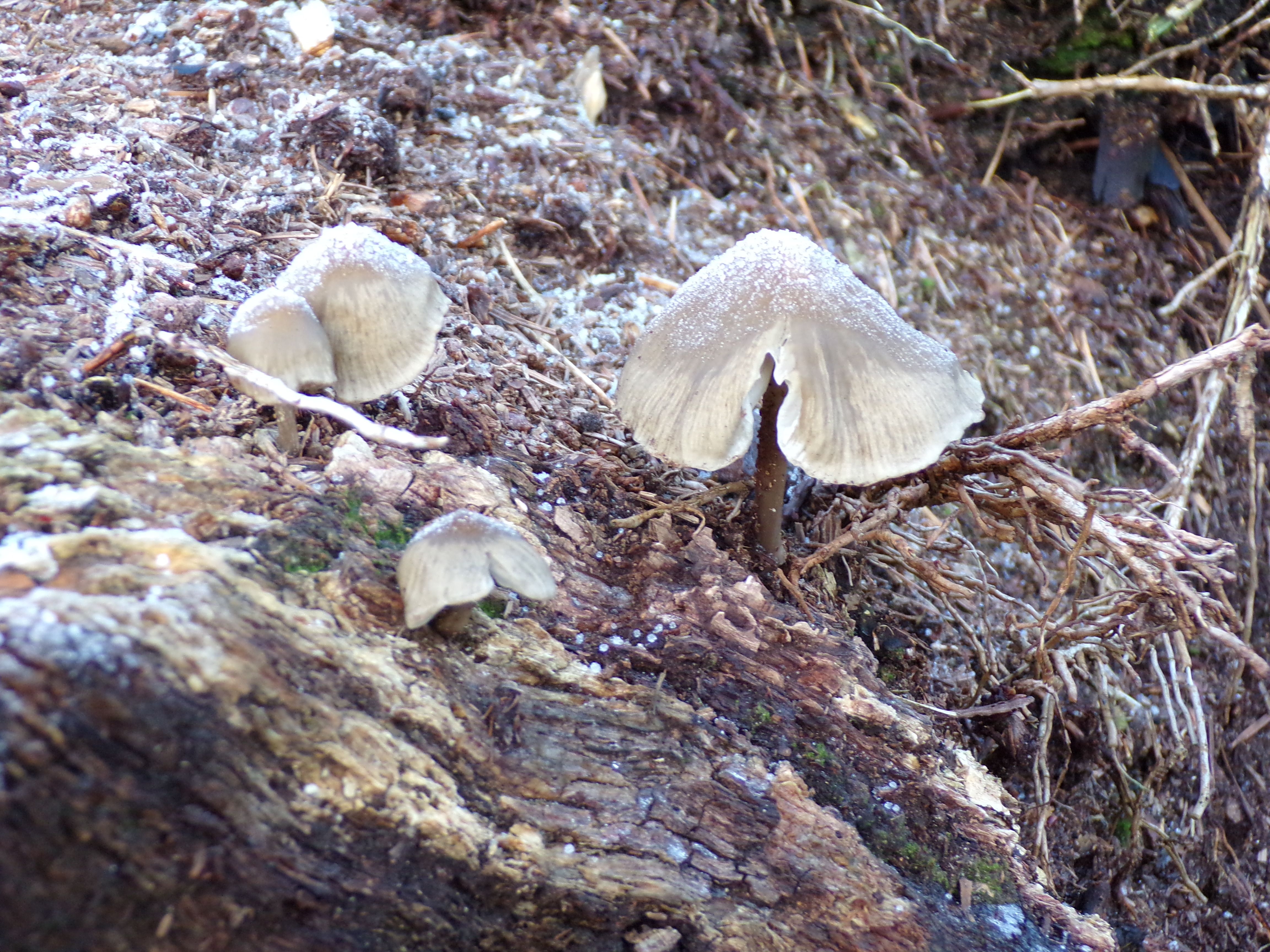 mushroom.JPG