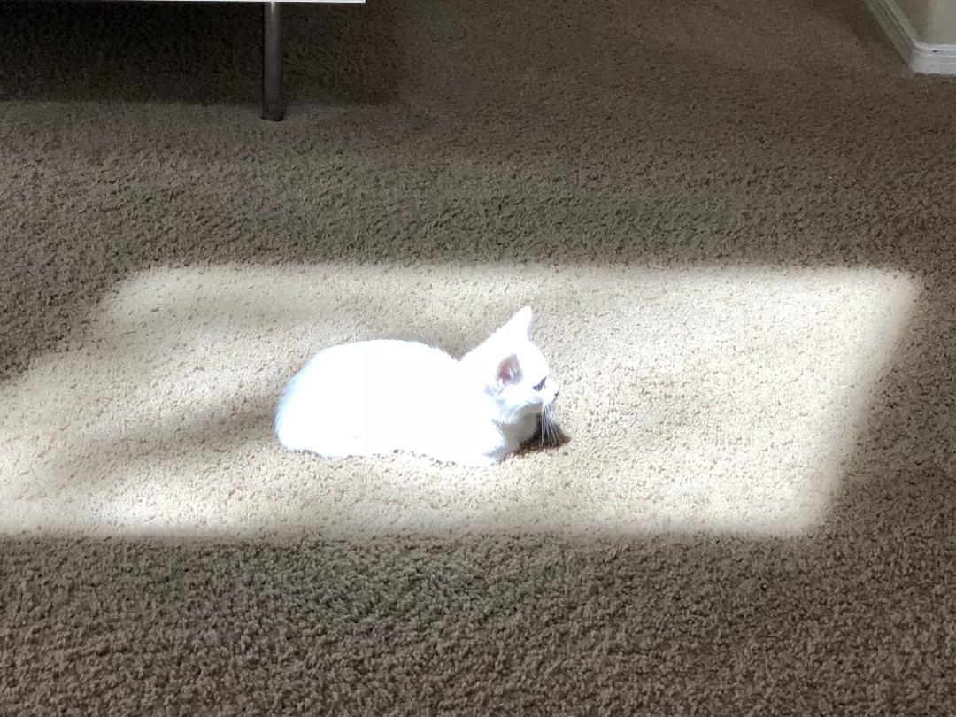 basking in sun.jpg