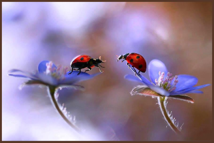 lady-bugs.jpg