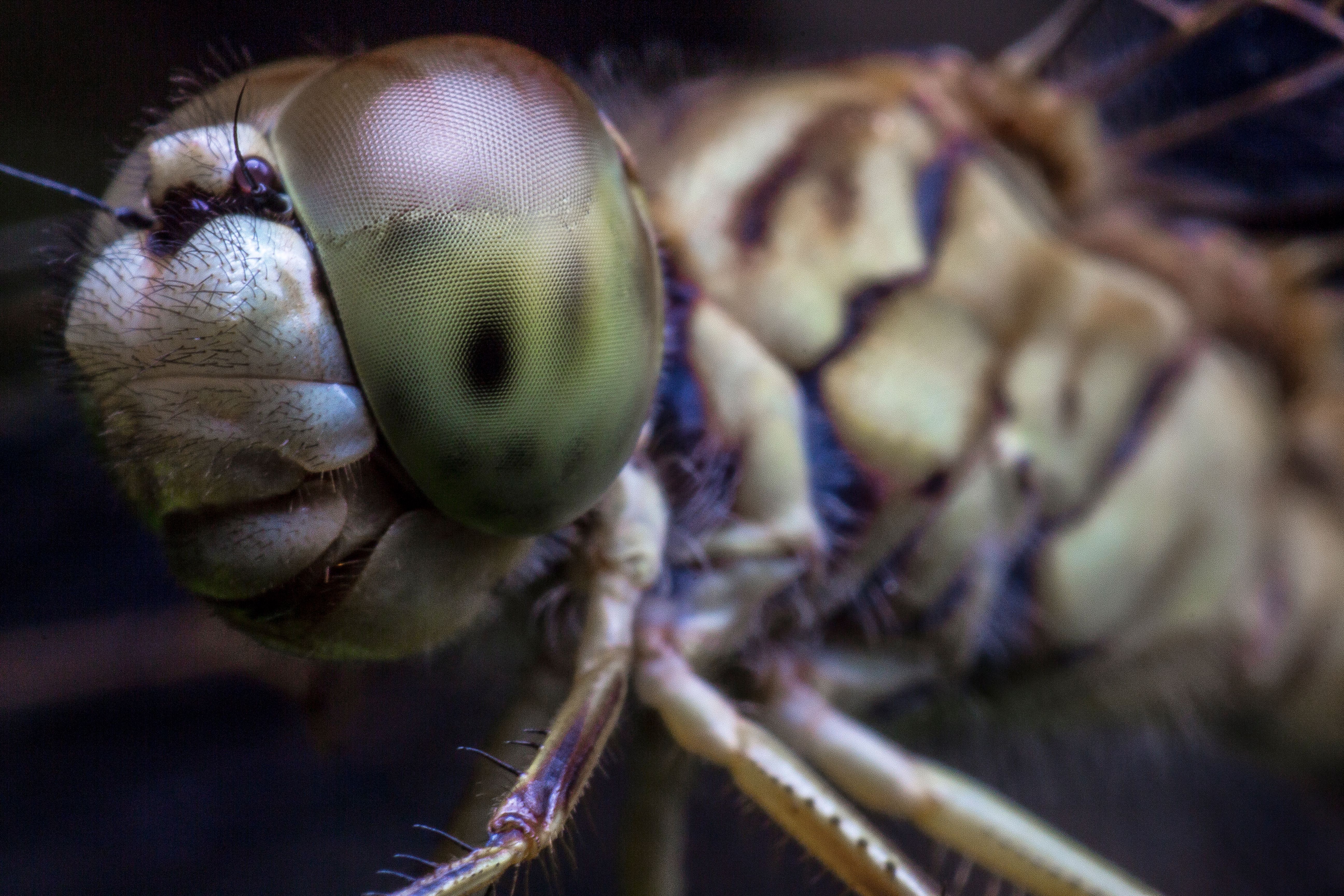 Damsel Fly Original.jpg