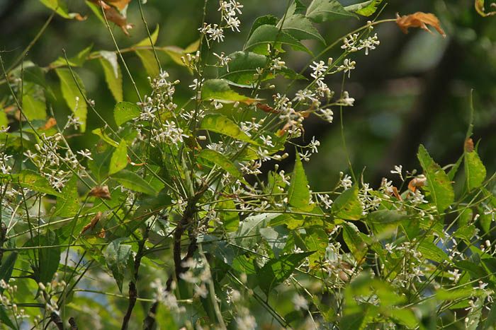 Neem_(Azadirachta_indica)_leaves_&_flowers_in_Kolkata_W_IMG_6199.jpg