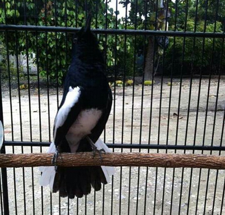 Perawatan Burung Kacer Agar Cepat Ngacor Steemkr