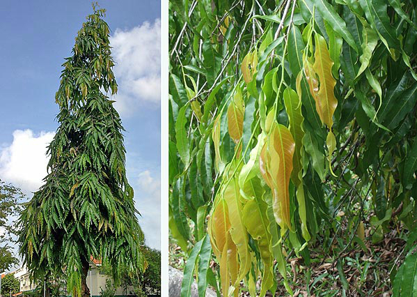 Asoka tree.jpg