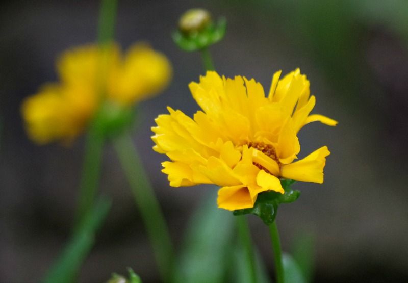 yellowflowerday petals colorchallenge.jpg