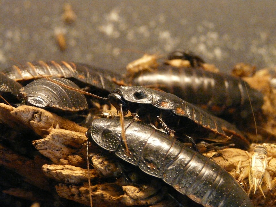 giant-hissing-cockroach-77069_960_720.jpg