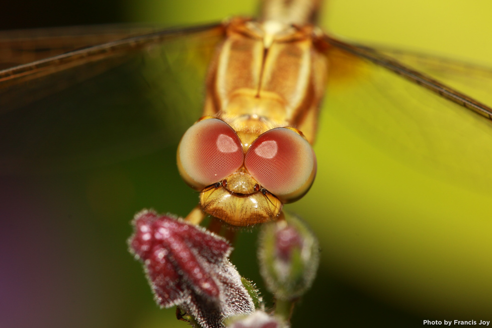 Wandering-glider-pantala-flavescens.jpg