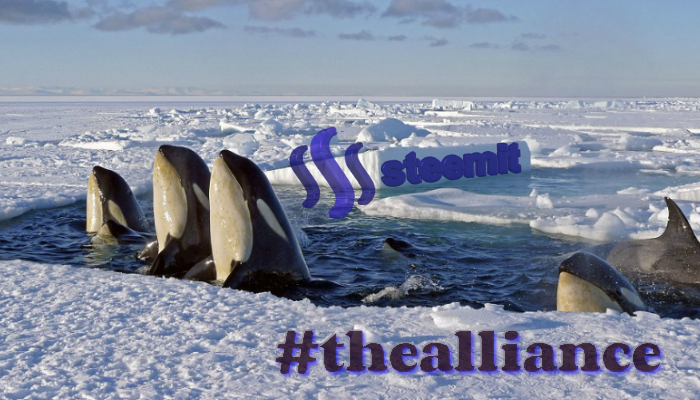 #thealliance steemit killerwhale enginewitty pod.png