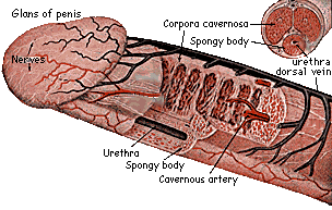 anatomy02.gif