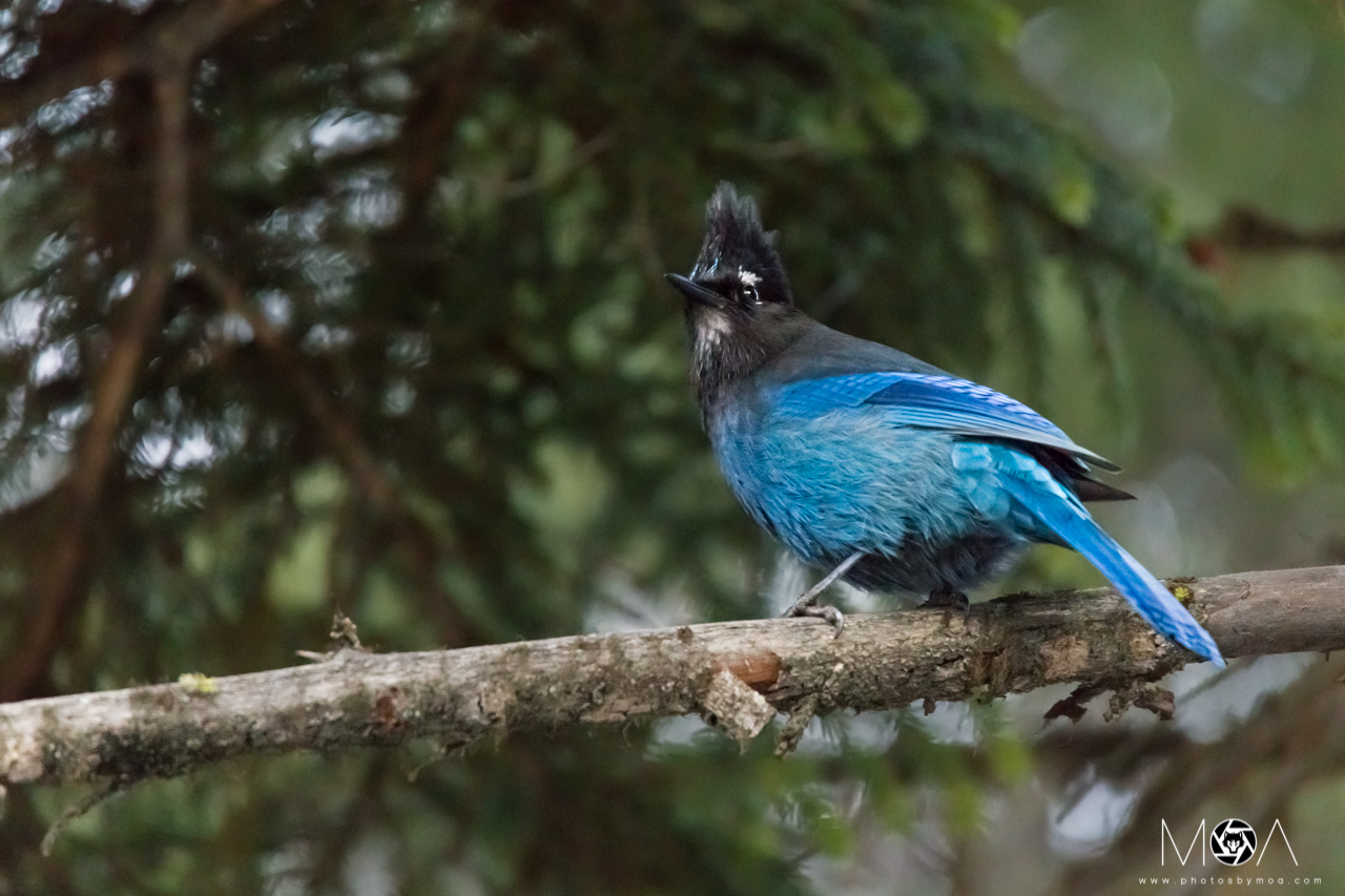 StellersJay.jpg