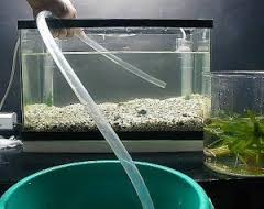 Watering Houseplants With Fish Tank Water - Horticulture