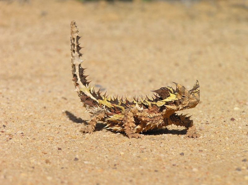 2123-thorny-devil.jpg