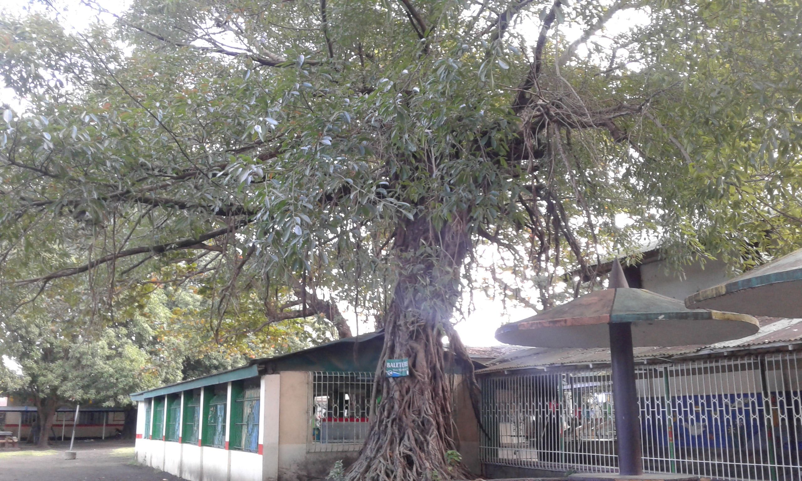 The other side of the Balete Tree — Steemit