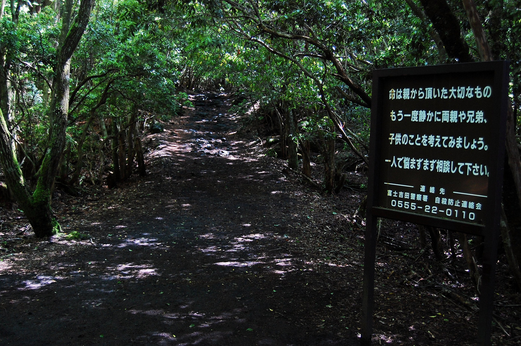 forest.jpg