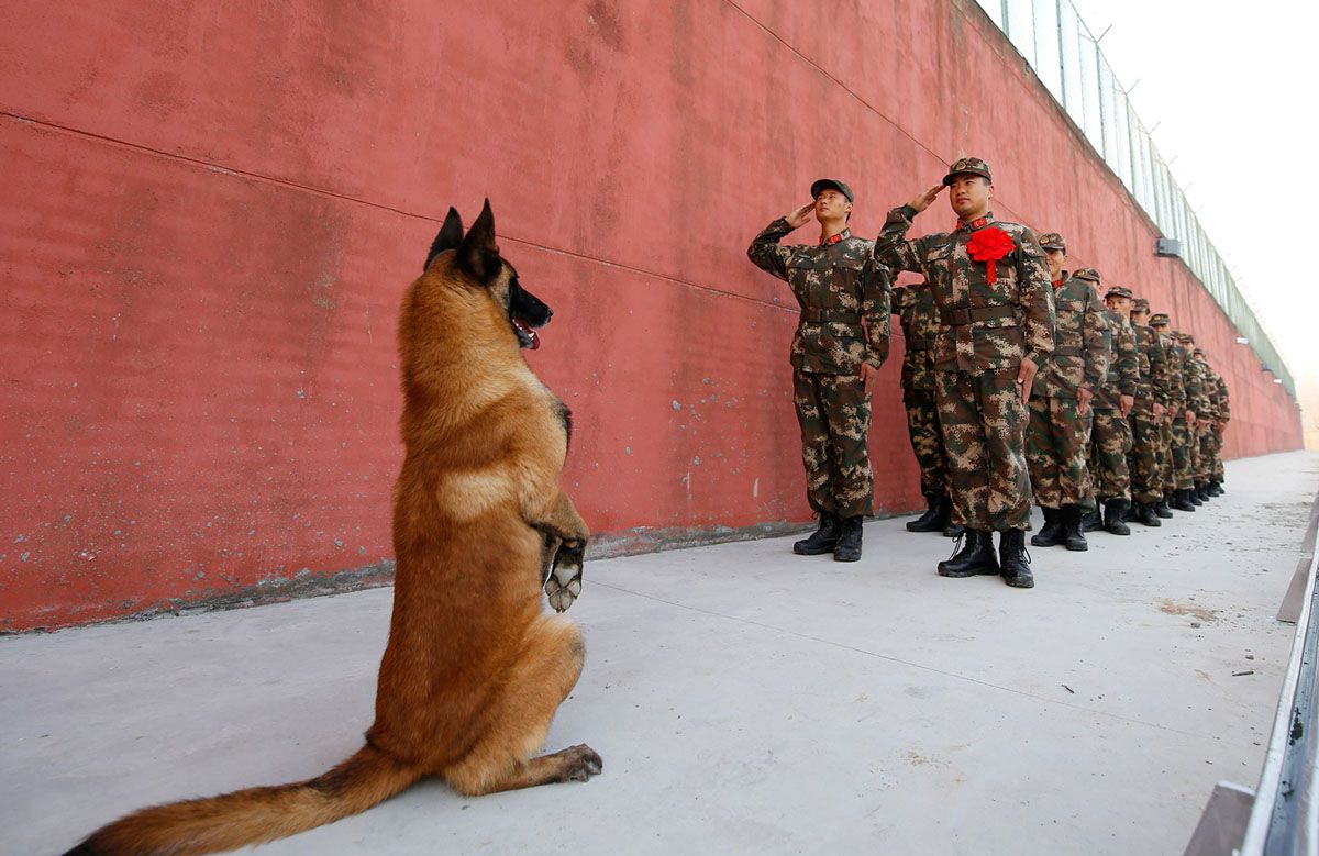 An army dog stands up as retiring soldiers salute.jpg