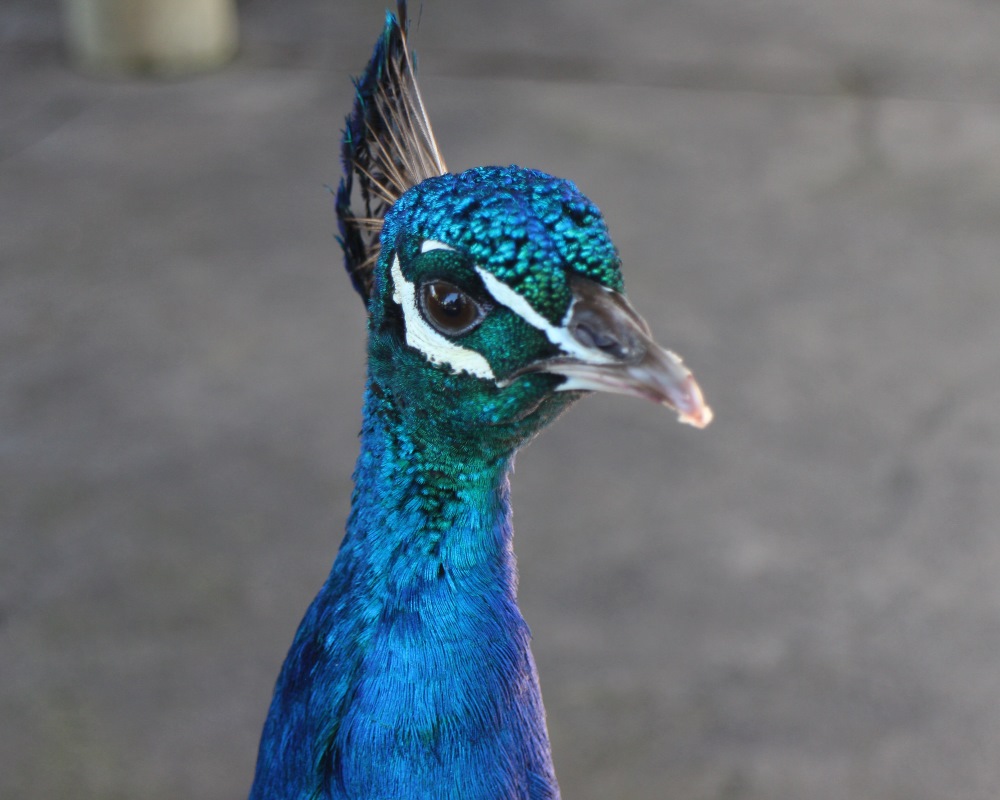 Peacock.jpg