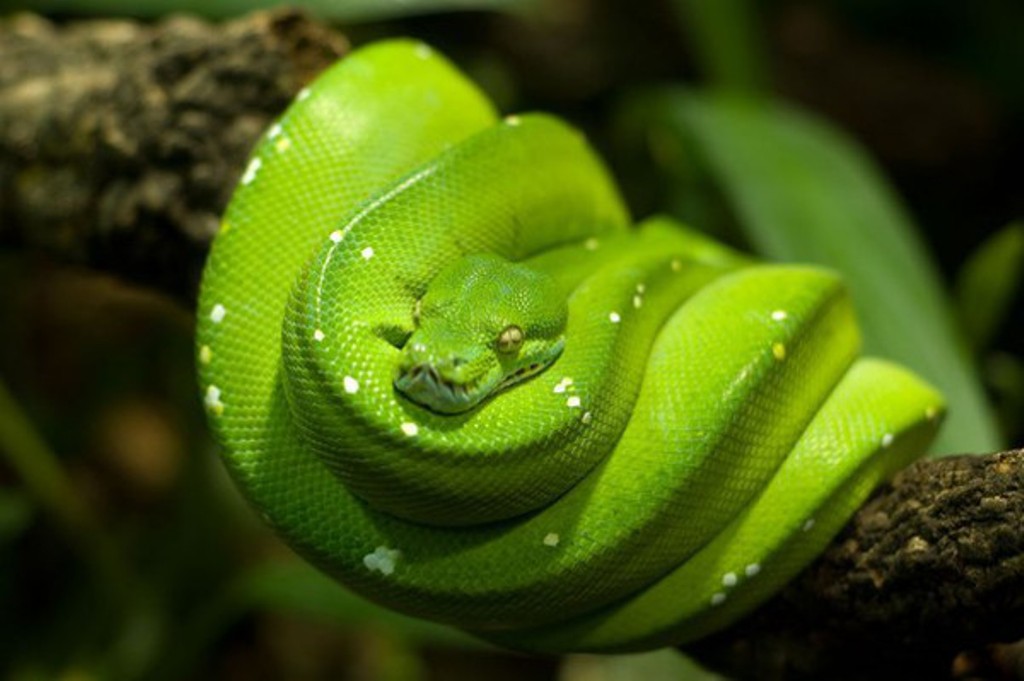 snakes005.jpg
