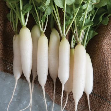 radish.jpg