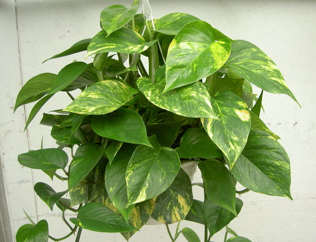 golden-pothos.jpg