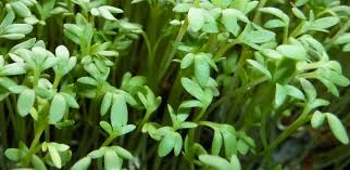 garden cress.jpg