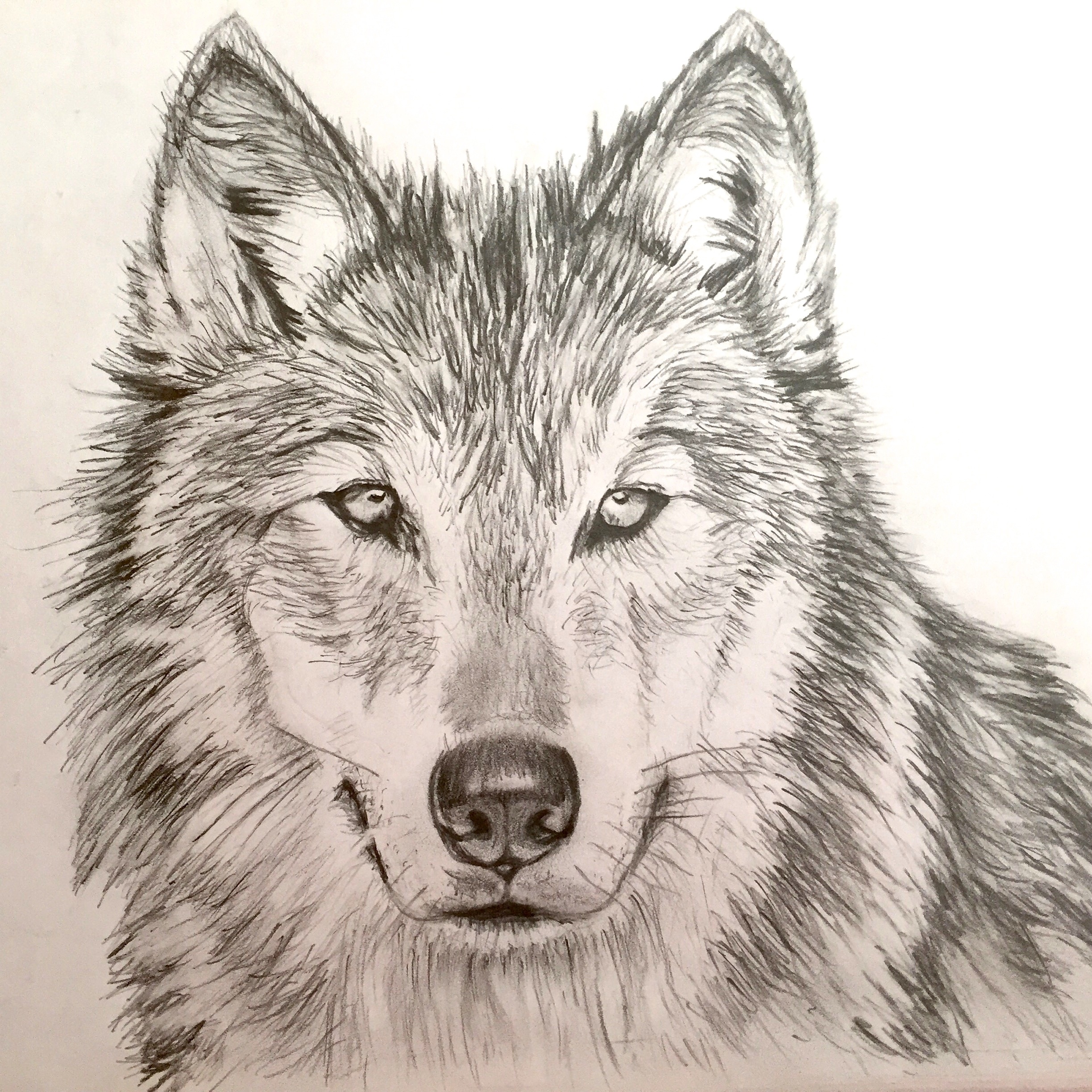 Simple Gray Wolf Drawing